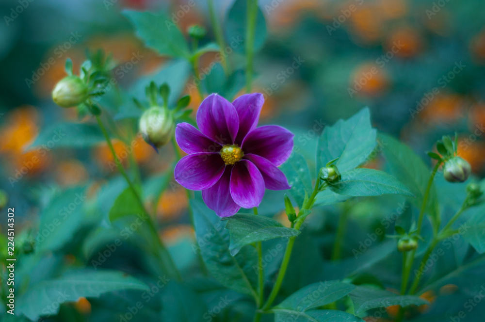 Fototapeta premium blue flower in the garden