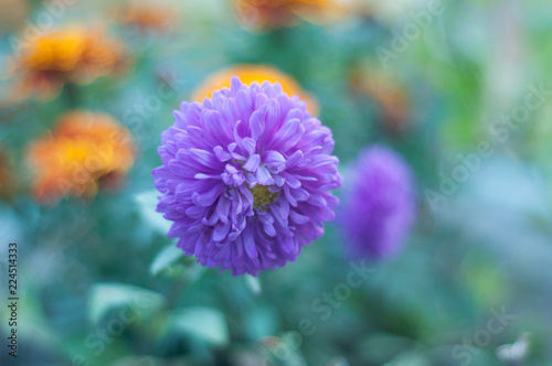 flower in garden