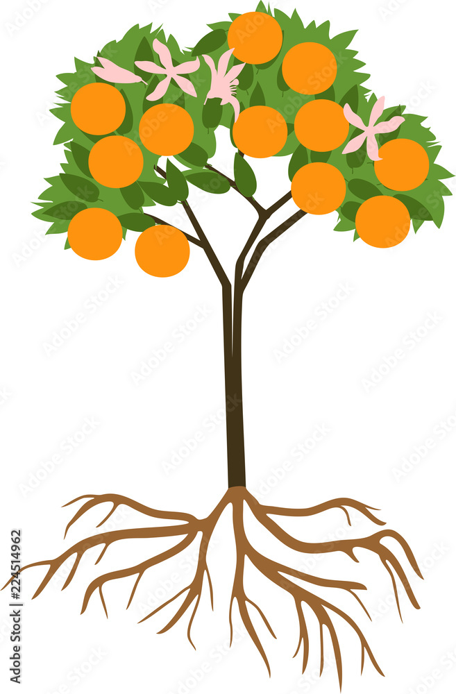 Young flowering orange tree with ripe fruits and root system on white background