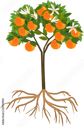 Young flowering orange tree with ripe fruits and root system on white background