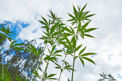 Young leaves of marijuana on sky background