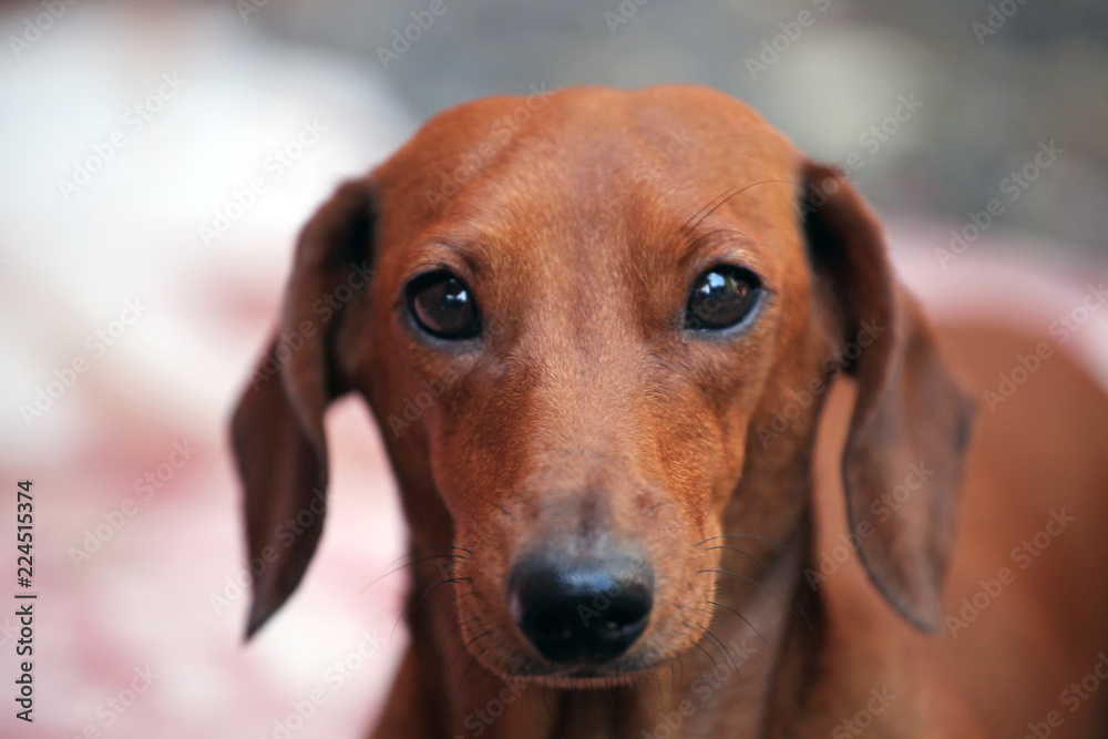 Dachshund dog autumn garden 