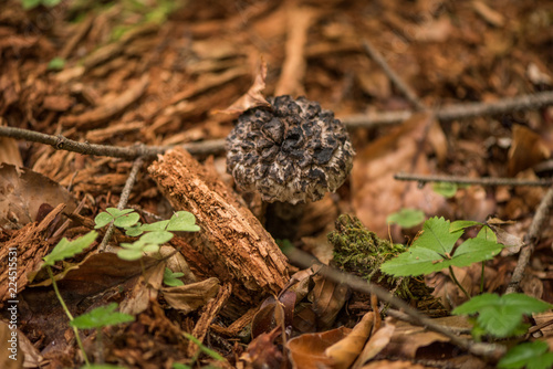 Strobilomyces strobilaceus, also called Strobilomyces floccopus and commonly known as old man of the wood