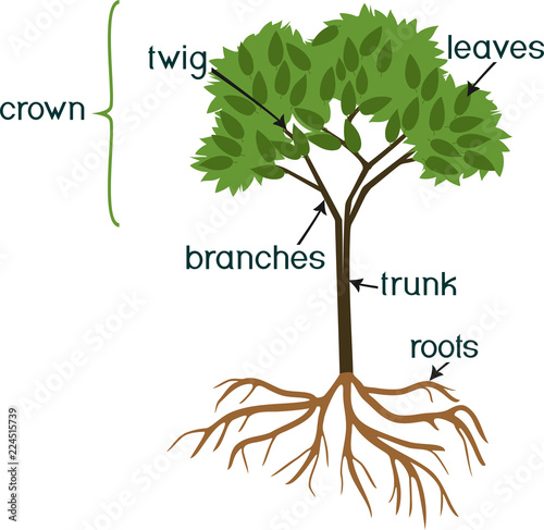 Parts of plant. Morphology of abstract tree with green crown, root system and titles isolated on white background