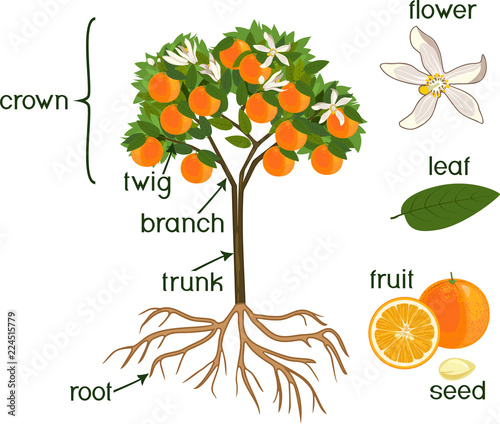 Parts of plant. Morphology of orange tree with fruits, flowers, green leaves and root system isolated on white background