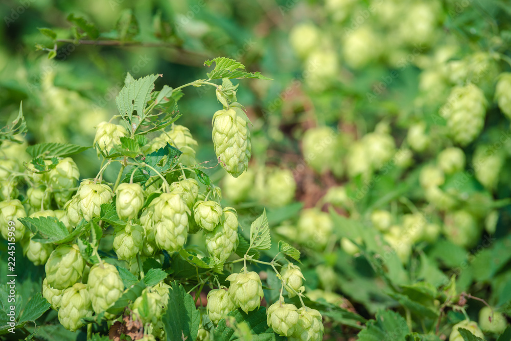 detail of hop cones on a blurred natural background detail of hop cones on a blurred natural background