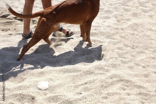 close up on  man's legs with his dog walking on the beach photo