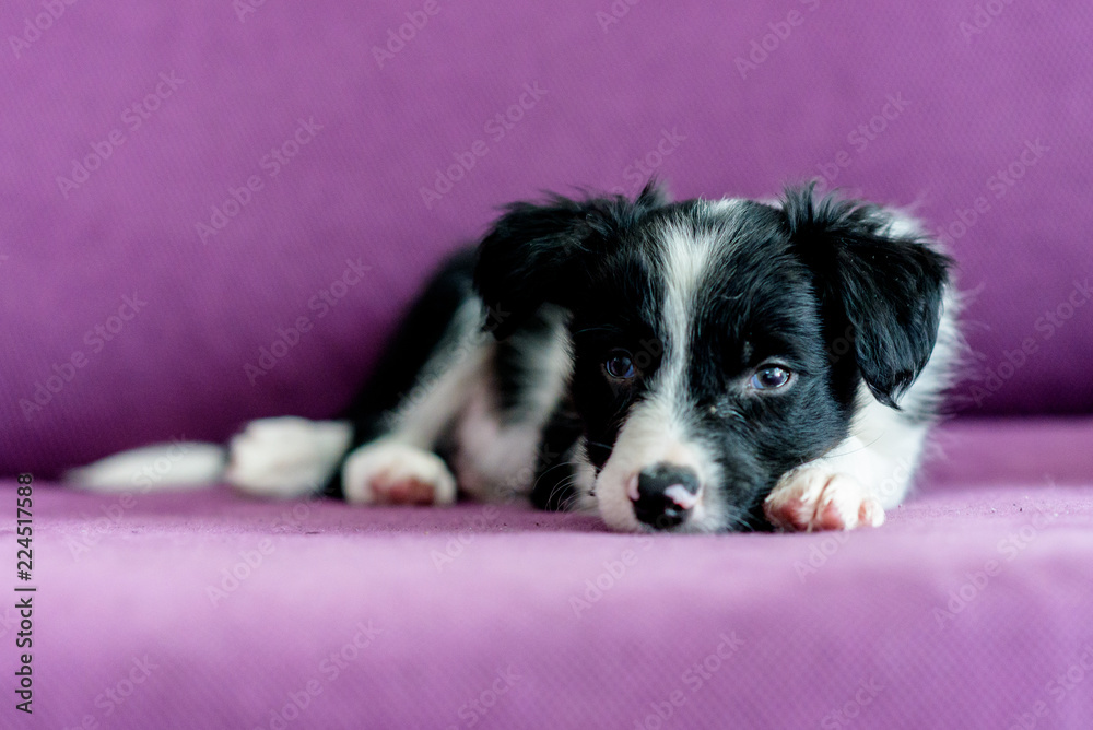 Cute black and white Border Collie puppy looks sleep in the couch. Cute black and white Border Collie puppy looks sleep in the couch.