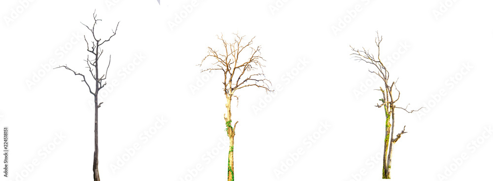 Isolated dead tree on a white background