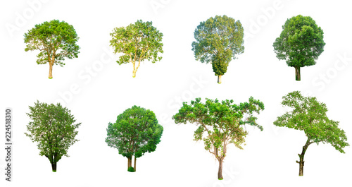 Isolated trees on white background   The collection of trees Isolated trees of Thailand