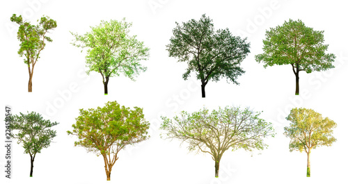 Isolated trees on white background   The collection of trees Isolated trees of Thailand