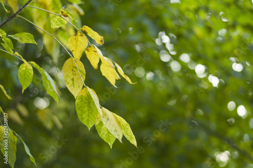 Green and yellow leaves on the branches against on blurred background.