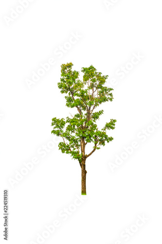 Isolated tree on white background Isolated tree from thailand