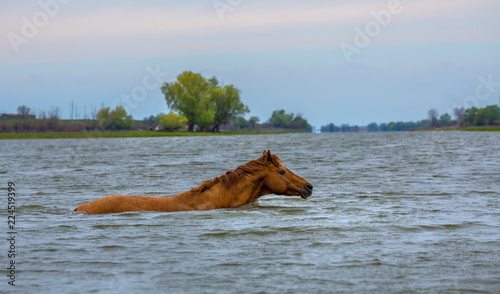 A horse swims the river. The Volga River Delta. Spring flood on the river.
