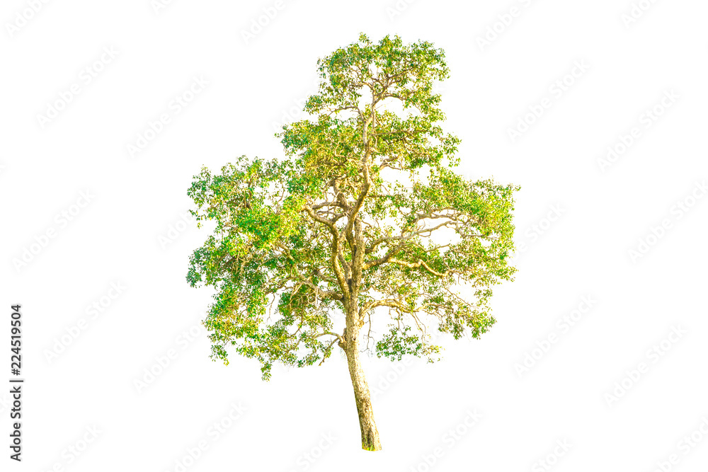 Isolated tree on white background,Isolated tree from thailand Isolated tree on white background,Isolated tree from thailand