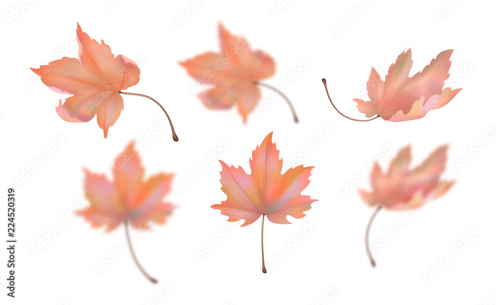 Vector Maple Leaf Vector Maple Leaf