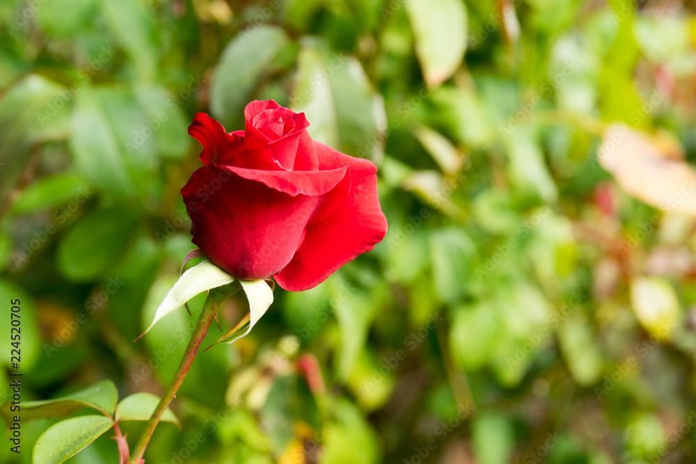 Floral background with lush red roses. Nature, landscaping.