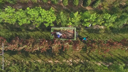 Workers collect havrest in the garden photo