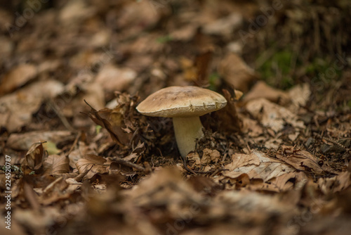 forest mushrooms fungus