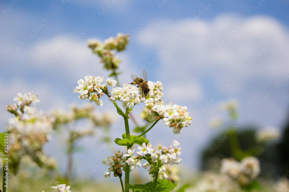 Bees working of common buckwheat. Collecting nectar for honey from cultivated flower fagopyrum esculentum.