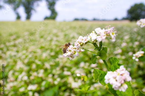 Bees working of common buckwheat. Collecting nectar for honey from cultivated flower fagopyrum esculentum.