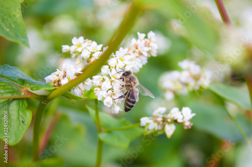 Bees working of common buckwheat. Collecting nectar for honey from cultivated flower fagopyrum esculentum. photo