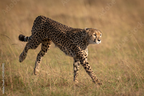 Cheetah bounds through long grass on savannah