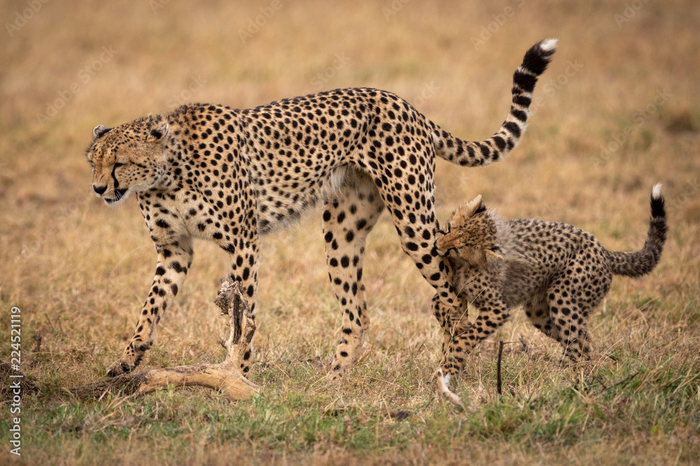 Obraz premium Cheetah cub bites leg of walking mother