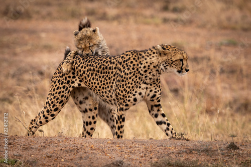 Cheetah cub bites mother on earth bank