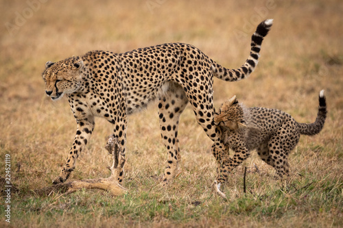 Cheetah cub bites leg of walking mother