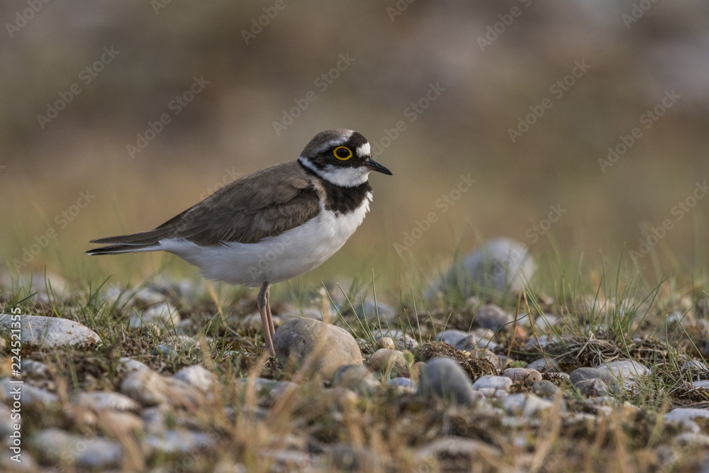 Petit Gravelot - Charadrius dubius - Little Ringed Plover Petit Gravelot - Charadrius dubius - Little Ringed Plover