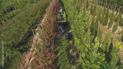 Several workers collect havrest in the garden photo