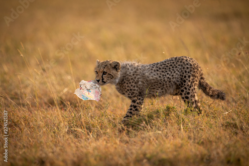 Photography Cheetah cub crosses grass carrying plastic bag