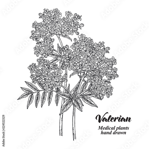 Hand drawn Valerian with leaves and flowers isolated on white background. Medical herbs. Vector illustration engraved.