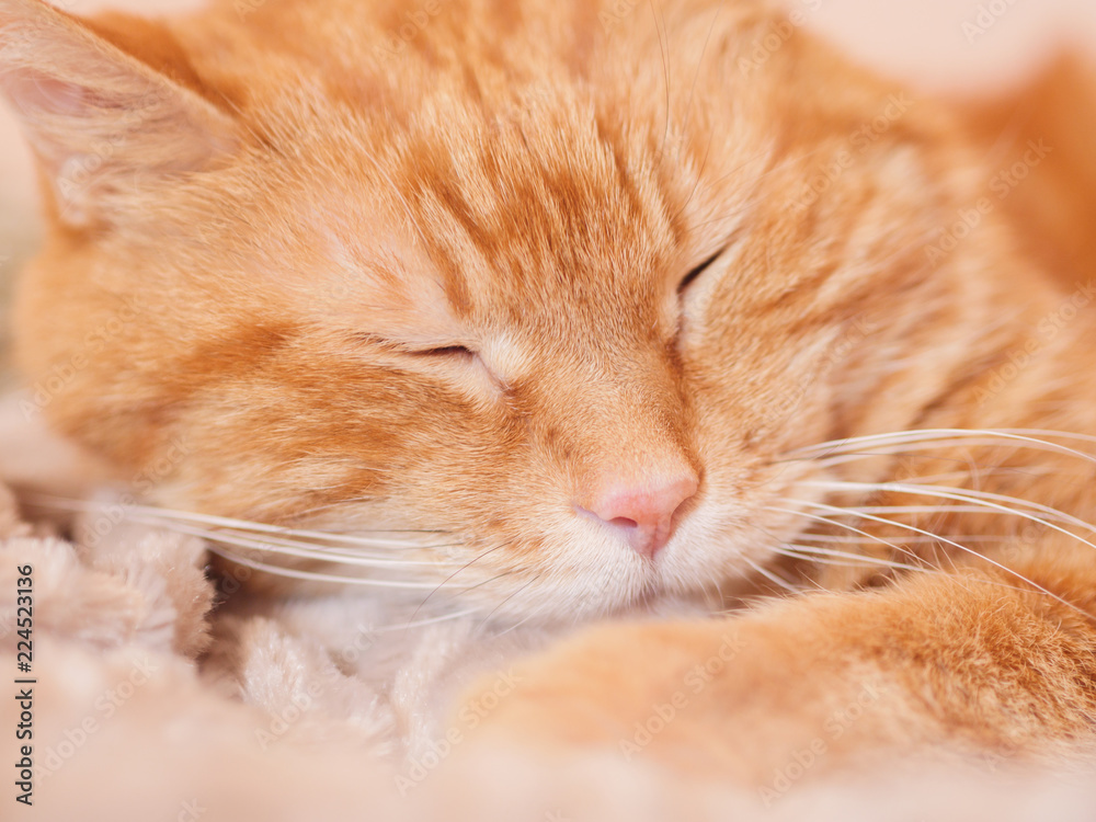 Sleeping red cat. Selective focus.