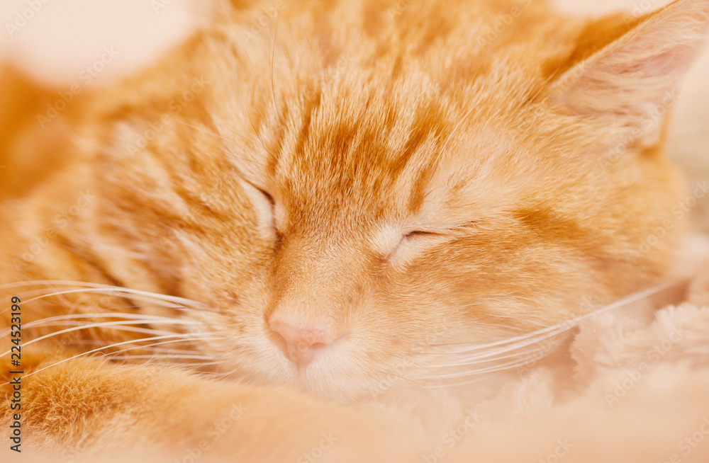 Sleeping red cat. Selective focus.