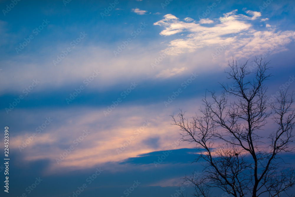 Dead Branch tree with colorful sky and twilight sunset time. Dead Branch tree with colorful sky and twilight sunset time.