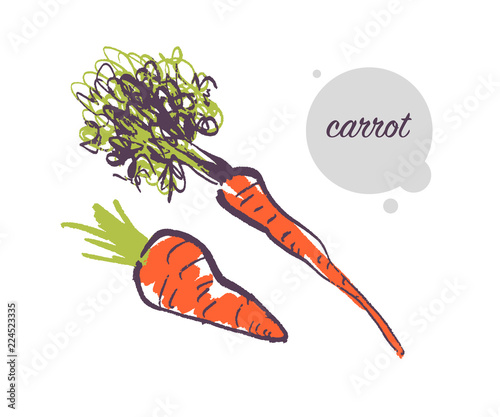 Vector hand drawn illustration of fresh raw carrot vegetable isolated on white background. Sketch style. Healthy food element. Good for menu, banner, packaging design etc.