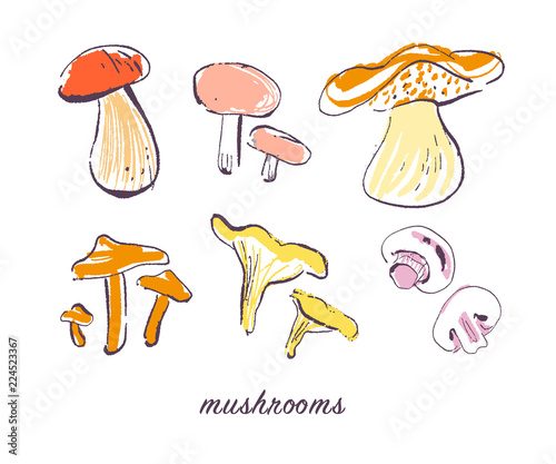 Vector hand drawn illustration of fresh raw mushroom vegetable isolated on white background. Sketch style. Healthy food element. Good for menu, banner, packaging design etc.