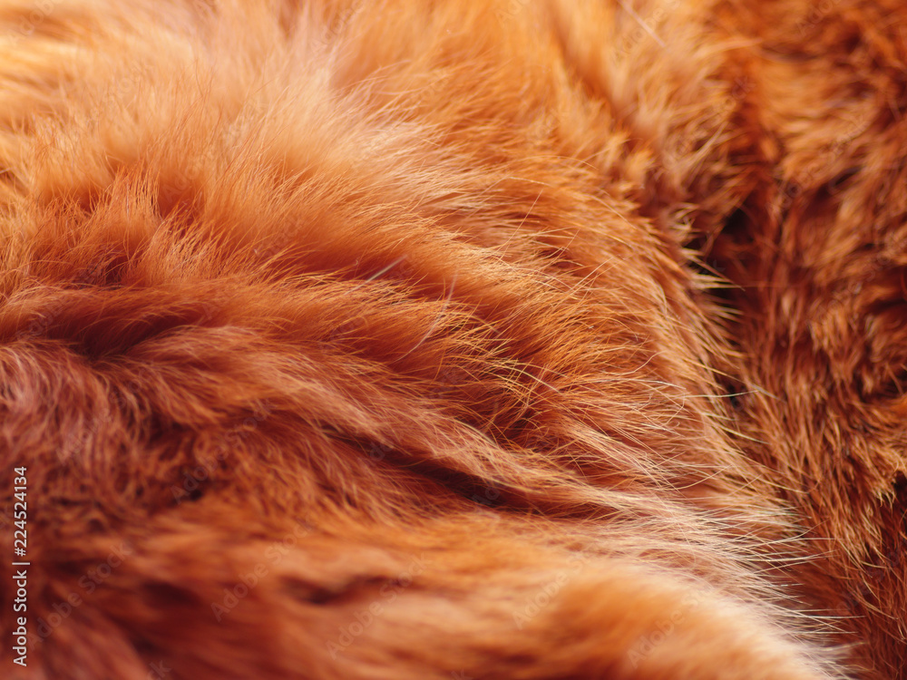 Fototapeta Red cat fur closeup. Shallow depth of field.