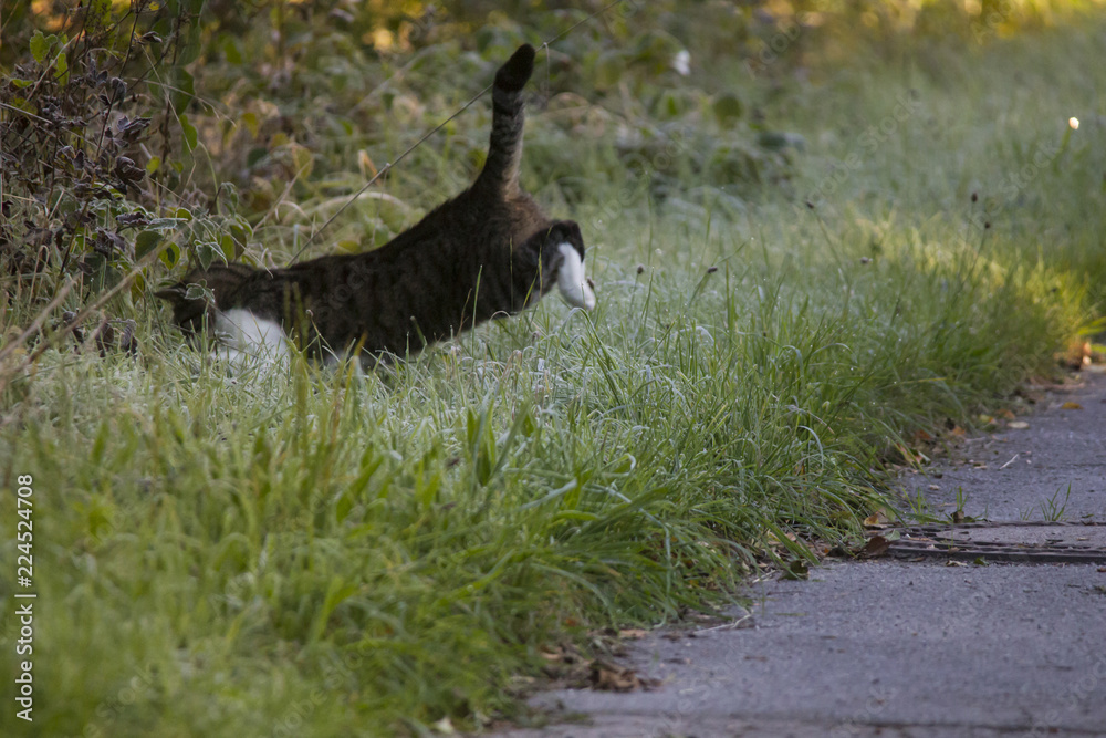 Cat on Mouse Hunt leaps in maturing covered grass
