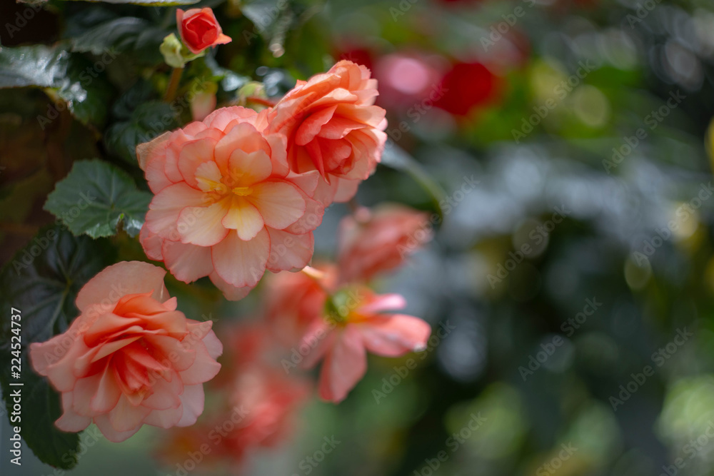 Obraz premium 温室のベゴニア