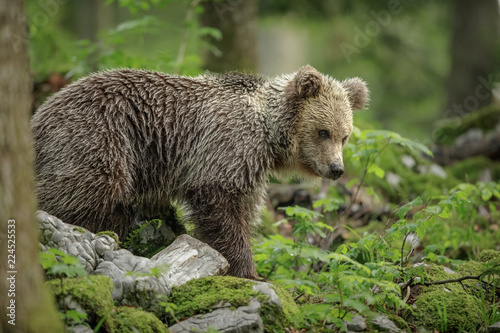 Young European brown bear