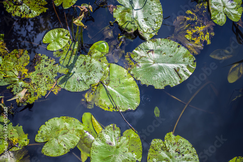 Lily pads and reeds on the Combe Haven River