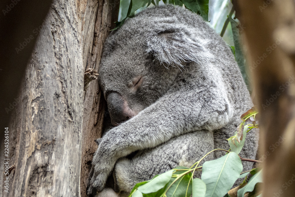 Obraz premium Koala