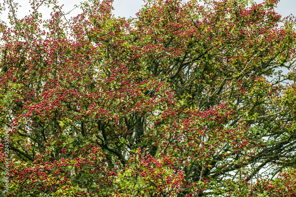 Thousands of winter berries for birds to eat Thousands of winter berries for birds to eat