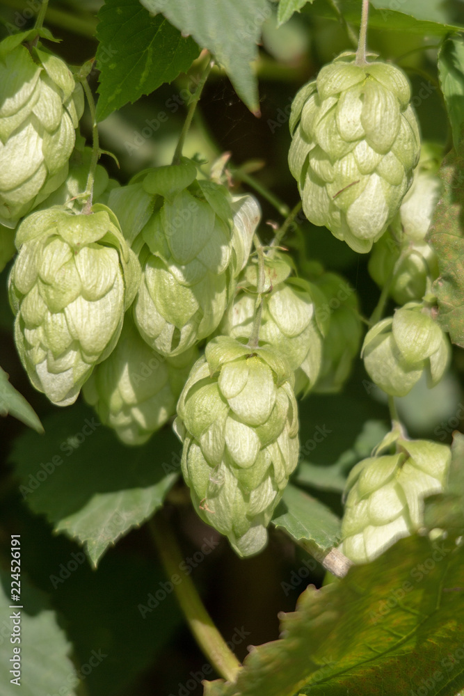 Wild wachsender Hopfen in der Nahaufnahme