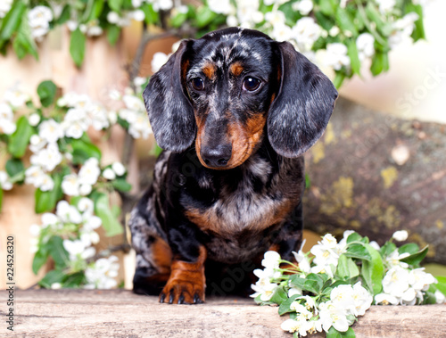 Dog dachshund in the garden among the flowering tree branches