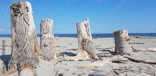 Stumps of trees on the beach of the sea on a sunny day. photo