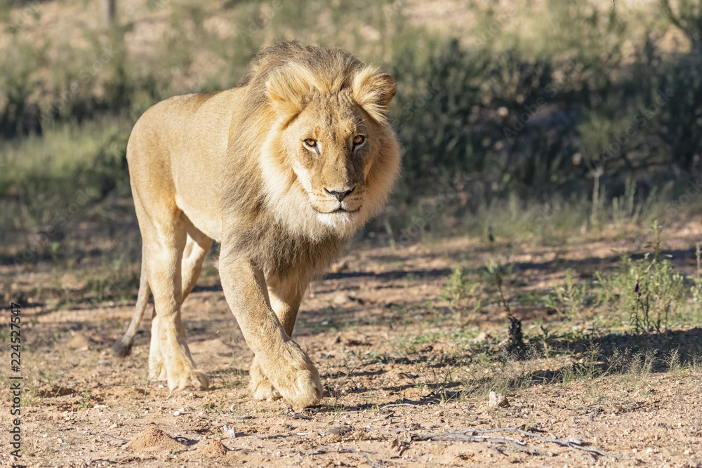 Botswana, Kgalagadi Transfrontier Park, lion, Panthera leo, walking Botswana, Kgalagadi Transfrontier Park, lion, Panthera leo, walking
